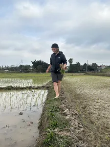 Rice paddy field work near Hanoi: a traveller walking along the flooded rows with a bundle of seedlings under cloudy skies