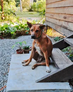 Dog resting on a concrete step beside raised planting beds at a Langkawi permaculture farmhouse garden