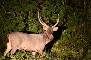 Antlered deer grazing in leafy scrub during Wildlife Safari Thailand’s wildlife trek in Khao Yai National Park at dusk