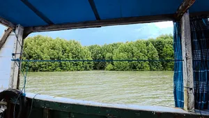 Looking out from beneath a blue canopy on a boat toward a green mangrove shoreline during a Labuan Bajo