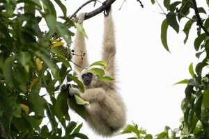 Light-furred gibbon hanging in the treetops of Khao Yai National Park on an ethical wildlife safari trek