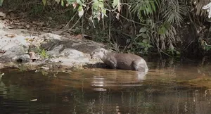Elephant drinking at a forest river on an ethical wildlife trek in Khao Yai National Park with Wildlife Safari Thailand