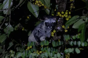 Grey wild animal perched on a branch among clusters of green berries in Cat Tien forest, Vietnam