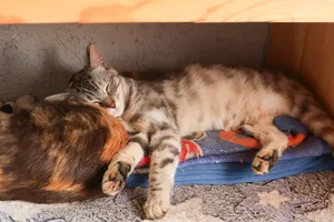 Tabby and orange cats curled up asleep on a small bed with blankets inside a cosy wooden corner shelter