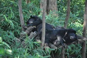 Black-furred primates resting on logs in dense undergrowth with tall grass in Cat Tien forest, Vietnam