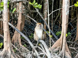 Monkey perched on tangled mangrove roots in Langkawi’s Tanjung Rhu UNESCO Geopark during naturalist-led wildlife spotting