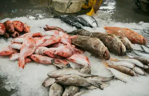 Aneka ikan laut berwarna-warni tersusun di atas es di pasar ikan Pelabuhan Jurong, Singapura, siap dipilih pembeli