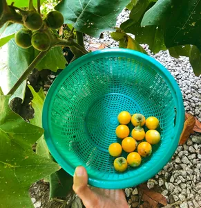 Handful of ripe yellow fruits in a green basket at Kebun Lidstari permaculture farmstay, Langkawi, among broad leaves