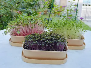 Colourful microgreens in stacked wooden growing boxes for Urban Green Dot’s hands-on grow-your-own microgreens workshops in Singapore