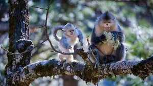 Two monkeys perched on a mossy tree branch in Shangri-La, where forest life faces the camera at close range