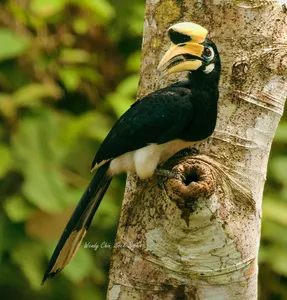 Hornbill perched on a tree trunk in Langkawi’s rainforest during a birdwatching nature walk with a naturalist guide