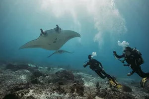 Scuba divers swim through clear blue water beside a large ray over a rocky reef, surrounded by bright sun rays
