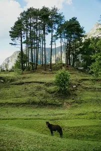 Scenic pine hillside above a grassy valley near Lijiang, Yunnan, with a black dog on a Yi & Naxi village trek itinerary