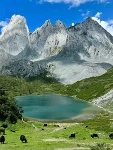 Turquoise alpine lake in Shangri-La with grazing yaks and towering snow-white peaks under a blue sky, on a trek