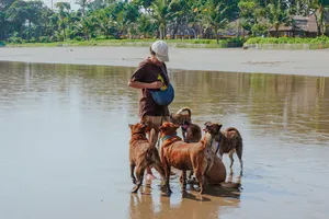 Bali Conservation Adventures handler wading in shallow surf with a group of rescued dogs on a Bali beach