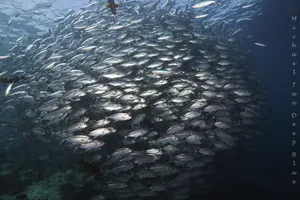Dense school of silver fish in deep blue water, seen on a Seaventures Dive Rig dive trip off Semporna