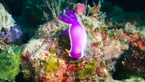 Purple sea slug nudibranch on a reef during macro diving in Semporna, part of the Luma Selakan 2D1N experience