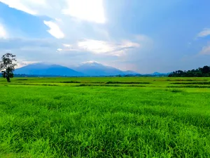 Lush green rice fields on Langkawi with distant mountains and a blue, cloud-filled sky over the countryside