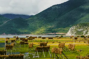 Thatched hay drying across farmland beside Napa Lake, with green mountains and misty clouds in Shangri-La