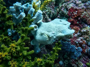 Scuba Froggy dive from Kuta, Lombok: a stingray resting on colourful coral for macro underwater exploration