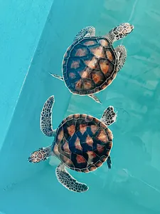 Two sea turtles gliding underwater, part of Hands Experiences Thailand’s turtle conservation programme in Khao Lak