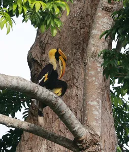 Hornbills perched beside a tree hollow in Khao Yai during a full-day private bird-watching tour with an expert