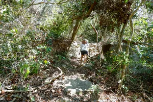 Trekker follows a rocky trail through lush forest with Tung, local guide, on a panoramic hike in Cat Ba