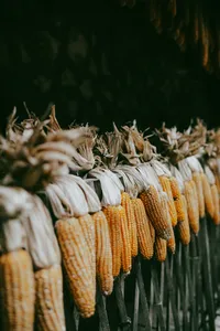 Corn cobs hanging on strings to dry at a farm in Cao Bang, captured in a warm, close-up view