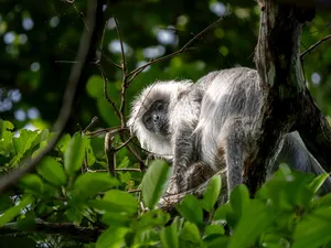 Grey primate with long face perched in leafy branches in Cat Tien, seen on a private 3D2N ethical tour led by an expert naturalist