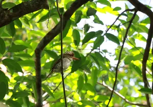 Brown bird perched on a slender branch among dense green leaves during Wildlife Safari Thailand’s expert birdwatching in Khao Yai