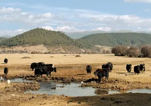 Cattle drinking from a shallow stream in a dry valley near Shangri-La, with forested mountains beneath cloudy skies