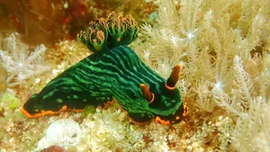 Macro nudibranch on sandy seabed during a dive at Pink Beach, Lombok, for macro lovers with Scuba Froggy