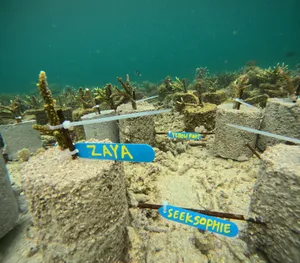 Underwater view of coral nursery blocks with small coral colonies growing on a protected reef structure on Komodo Island