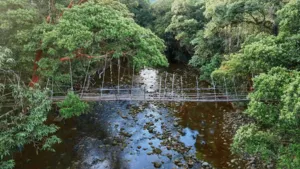 Calm river with a bamboo weir and dense rainforest banks at Ngapuh Homestead on Bidayuh ancestral land near Kuching