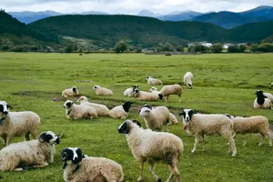 Sheep grazing on a green alpine meadow with forested hills and distant mountains during a Tibetan valley trek near Shangri-La