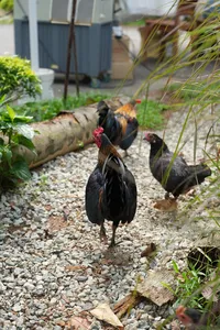 Chickens foraging on gravel in a garden yard at The Unexpected’s 2D1N farmstay in Singapore — Singapore hidden gems
