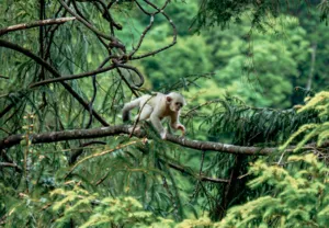 Seekor monyet berhidung pesek Tacheng memanjat di celah dahan hutan di Taman Negara Monyet Berhidung Pesek Tacheng, Shangri-La