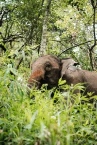 Juvenile elephant foraging in lush greenery on an ethical elephant observation trail with Elephant Eco Trails in Chiang Mai