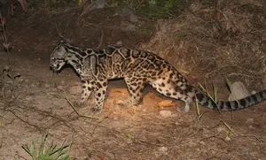Rosetted wild cat walking on forest ground during a Deramakot Safari near Sandakan, Sabah — expert-guided Borneo wildlife viewing