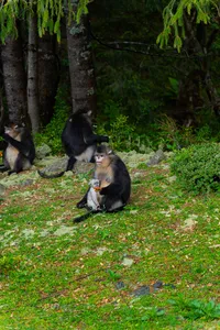 Group of macaques sitting in a forest near Shangri-La, with lush green trees and grass—wildlife sighting during the trek