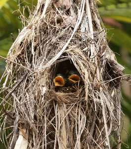 Nest with two chicks peeking from a tangled branch structure during Wildlife Safari Thailand’s expert birdwatching in Khao Yai