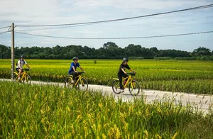 Local guide-led cyclists riding yellow bikes along a narrow road through rice fields on Saigon’s Hidden Mekong Island near Ho Chi Minh City