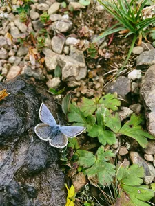 Butterfly resting on a rock by a mountain stream with small plants and stones on the Jade Dragon Snow Mountain hike
