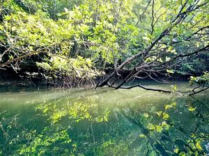 Green mangrove creek with intertwined roots and reflections on still water in Langkawi’s Kilim Geoforest for a sunset cruise