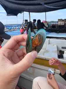 Hands-on wildlife spotting during a private tour in Johor Bahru as a guide holds a small fish over the boat