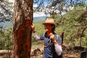 Hiker in a wide-brimmed hat gestures beside a tree during the Tiger Leaping Gorge high trail hike in Lijiang, China