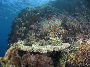Pemandangan terumbu berwarna-warni dengan kawanan ikan kecil dan karang bercabang di terumbu Pulau Semporna semasa selaman bersama Bigfin Divers