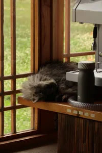 Cat resting on a wooden shelf beside coffee equipment in a family-run workshop at Seeker Yunnan Coffee Estate, Lijiang