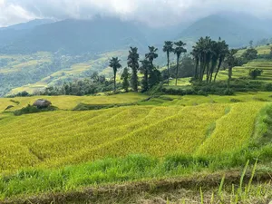 Ha Giang countryside panorama from a rice-terrace trek, with bright green fields, palm trees and distant misty mountains