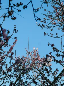 Blossoming branches against a clear blue sky, framing a quiet Lijiang Yi/Naxi village landscape in spring